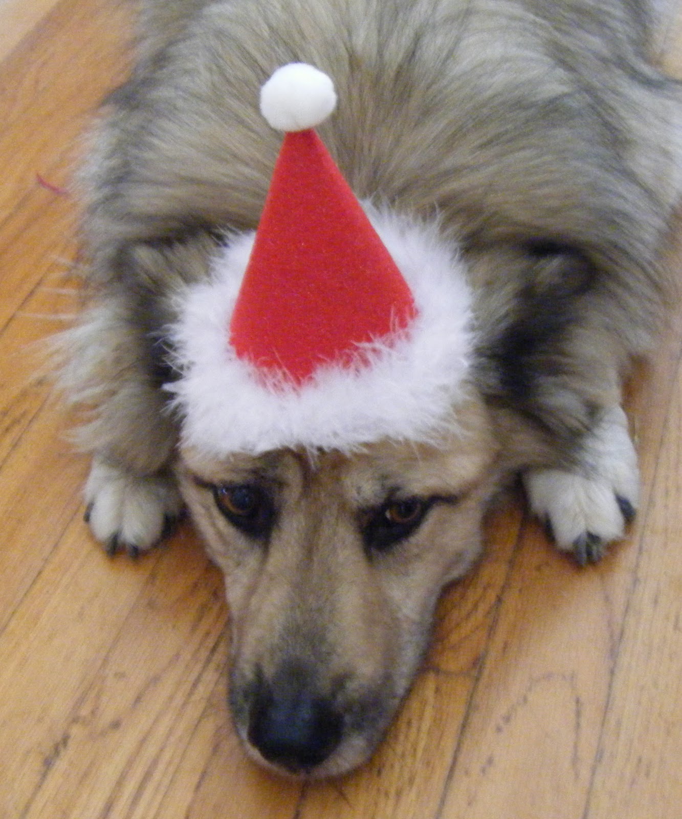 How To Put A Party Hat On A Dog
