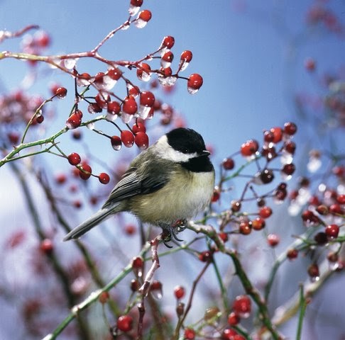 wild birds unlimited nature up close why don t birds wild birds unlimited nature up close why don t birds