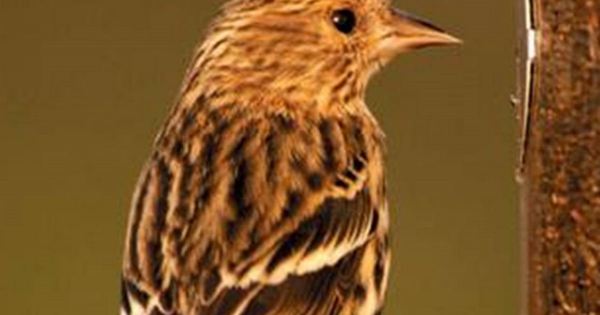 wild birds unlimited plain little brown striped bird wild birds unlimited plain little brown striped bird