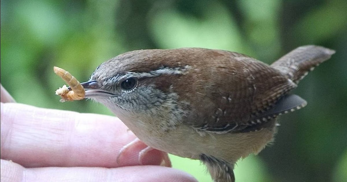wild birds unlimited wbu mealworms wild birds unlimited wbu mealworms