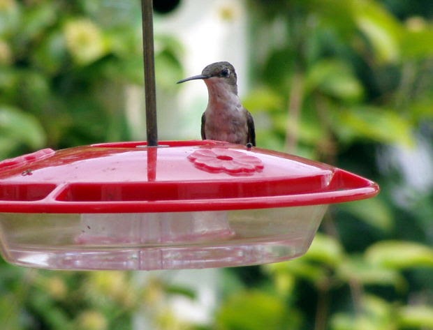 wild birds unlimited tiny brushes to clean hummingbird wild birds unlimited tiny brushes to clean hummingbird