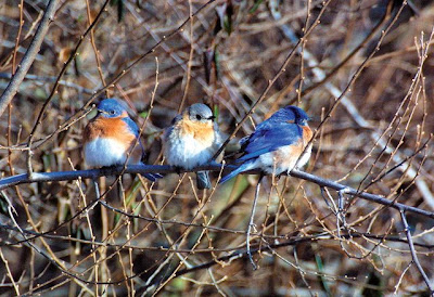 Wild Birds Unlimited on Wild Birds Unlimited  February 2009