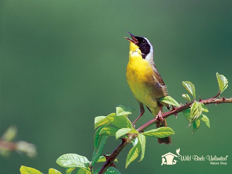 wild birds unlimited how do birds migrate wild birds unlimited how do birds migrate