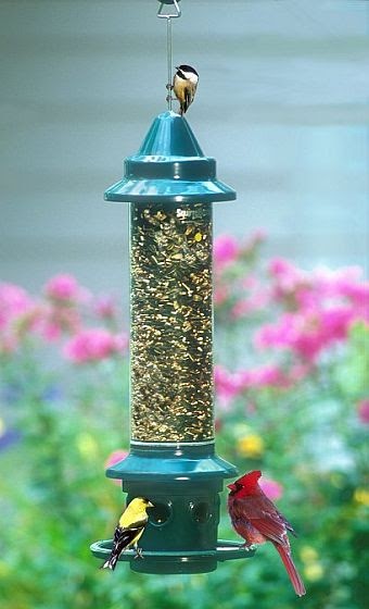 wild birds unlimited do birds find feeders by smell wild birds unlimited do birds find feeders by smell