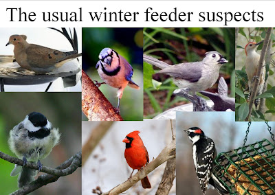 Wild Birds Unlimited on Wild Birds Unlimited  What Birds Winter In Michigan