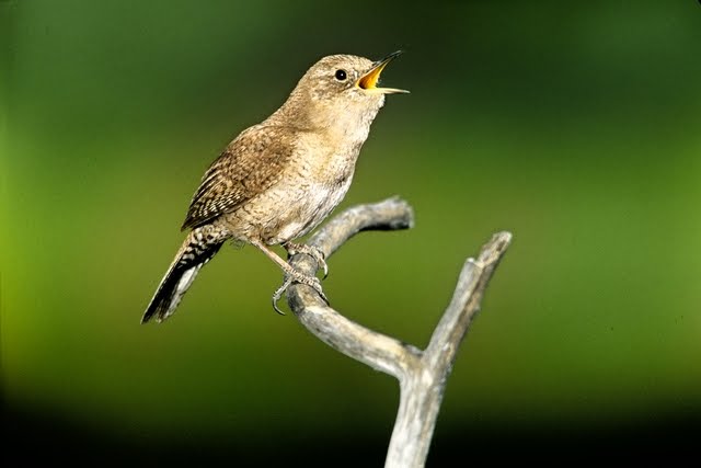 the wren bird