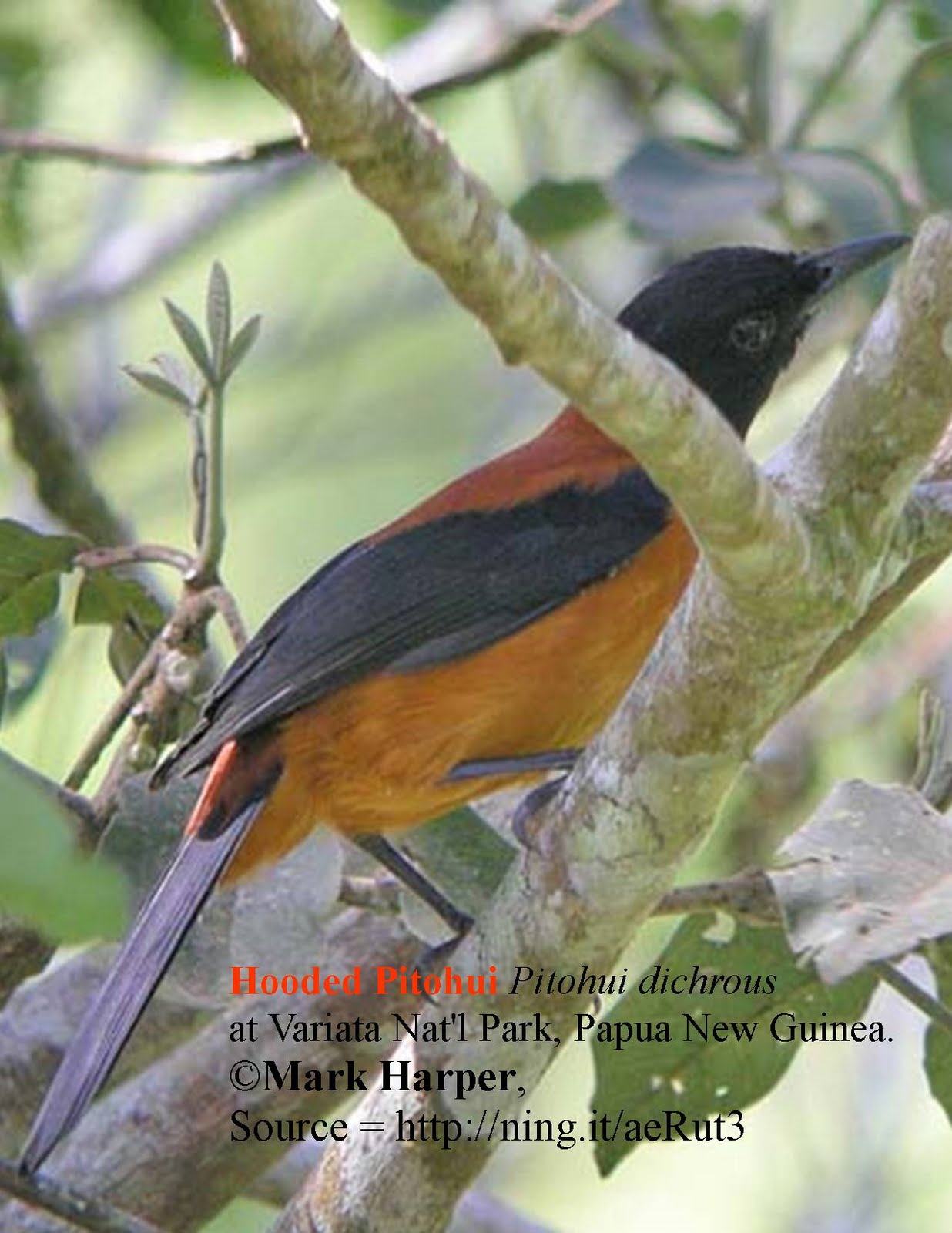 wild birds unlimited who d ever expect a bird to be wild birds unlimited who d ever expect a bird to be