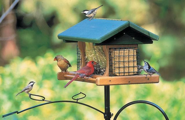 Backyard Bird Shop Locations birds unlimited how to keep birds healthy Backyard Bird Shop Locations birds unlimited how to keep birds healthy