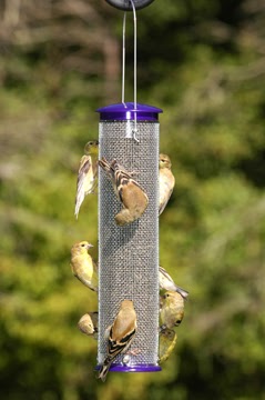 wild birds unlimited where do you place finch feeders wild birds unlimited where do you place finch feeders
