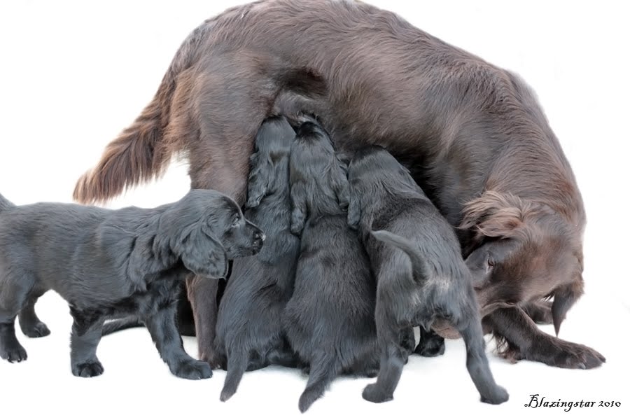 Weimaraner Puppies Ontario