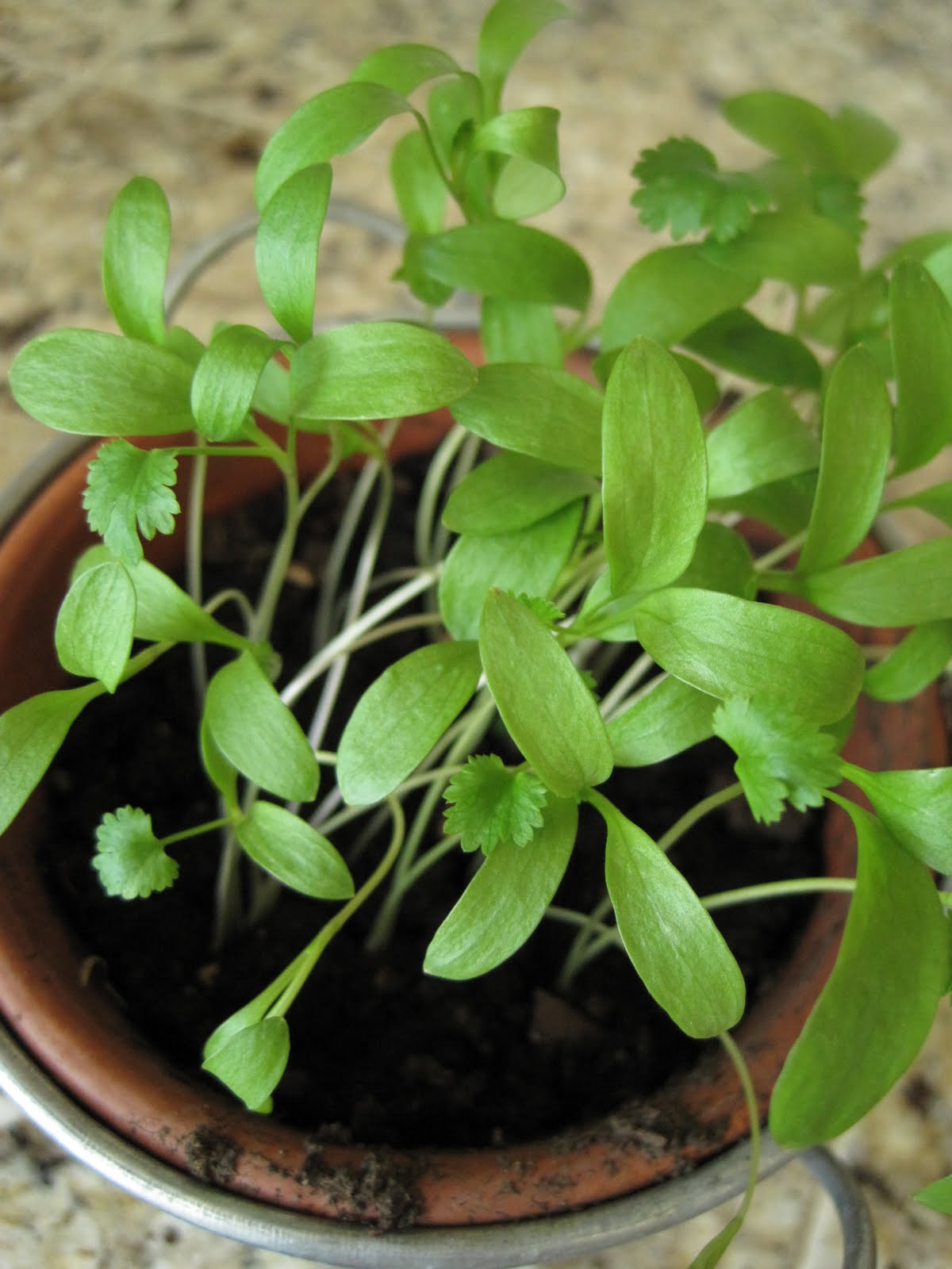 winkydinks Baby Cilantro!