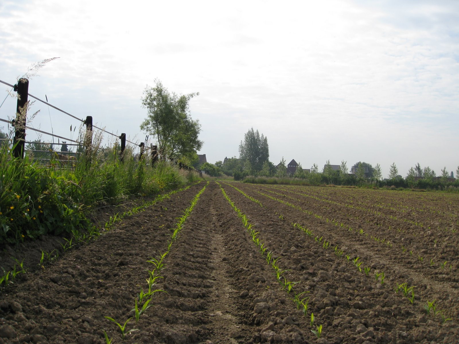 [IMG_0466.JPG]
