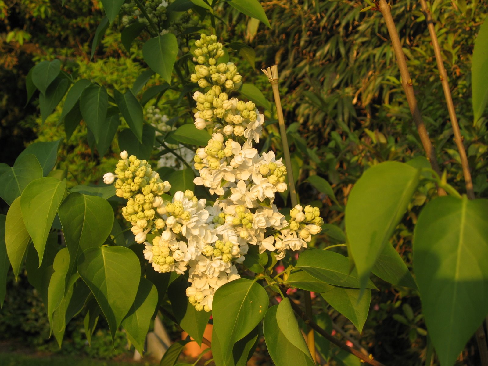 [IMG_1601.JPG]