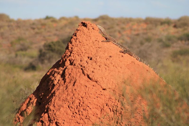Lizard on Termite Mound Australia - © CKoenig
