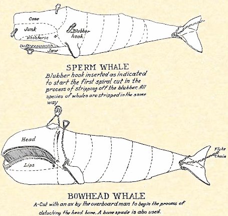 [Moby-Dick.bmp]