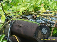 snake in my garden