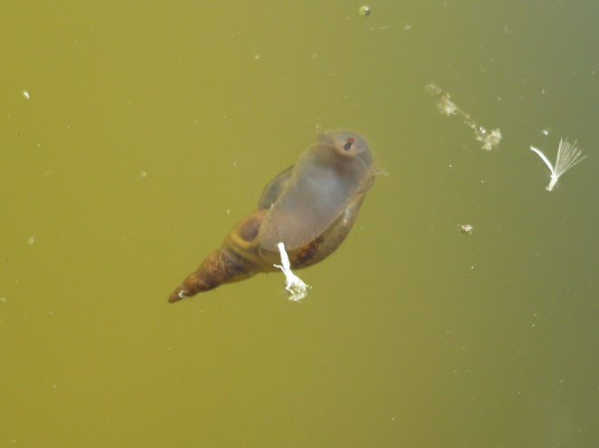 Escargot d'eau?
