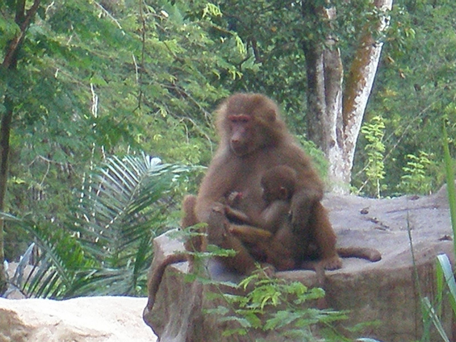 [mother+baboon+&+baby+baboon.JPG]