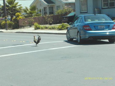 Roo crosses legally in the cross walk...