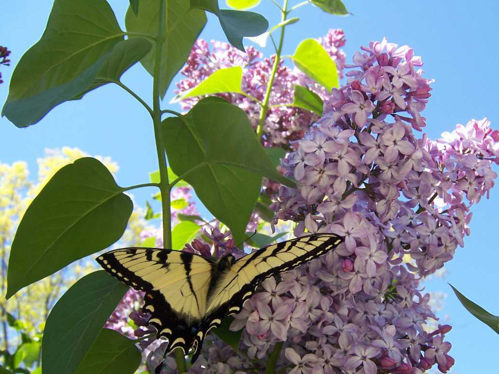 [butterfly_-_digital_desktop_wallpapers.jpg]