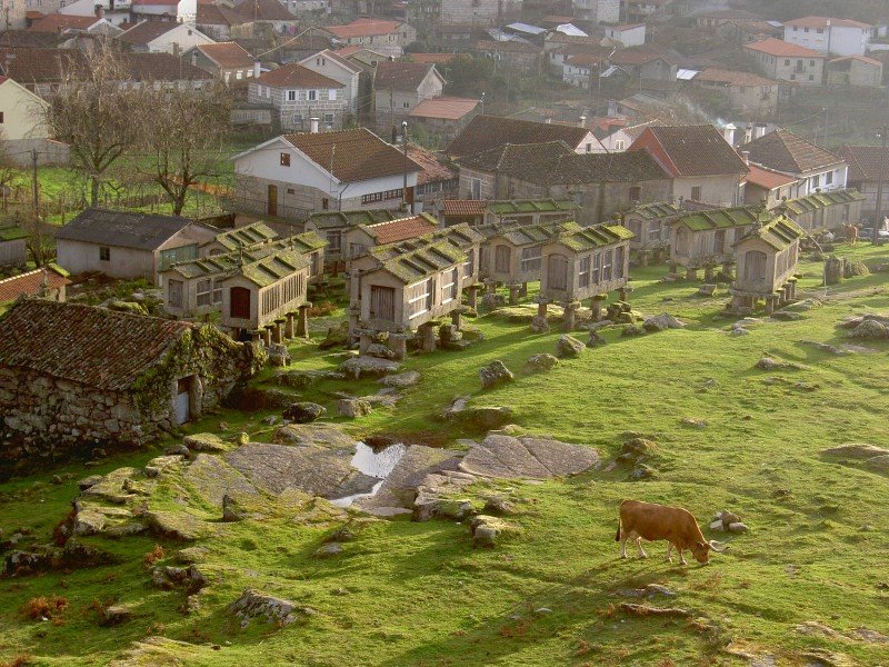 [vacaespigueiros.jpg]