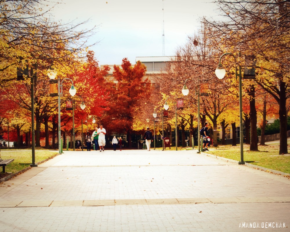 University Of Arkansas Fall 2024 Jerry Louella