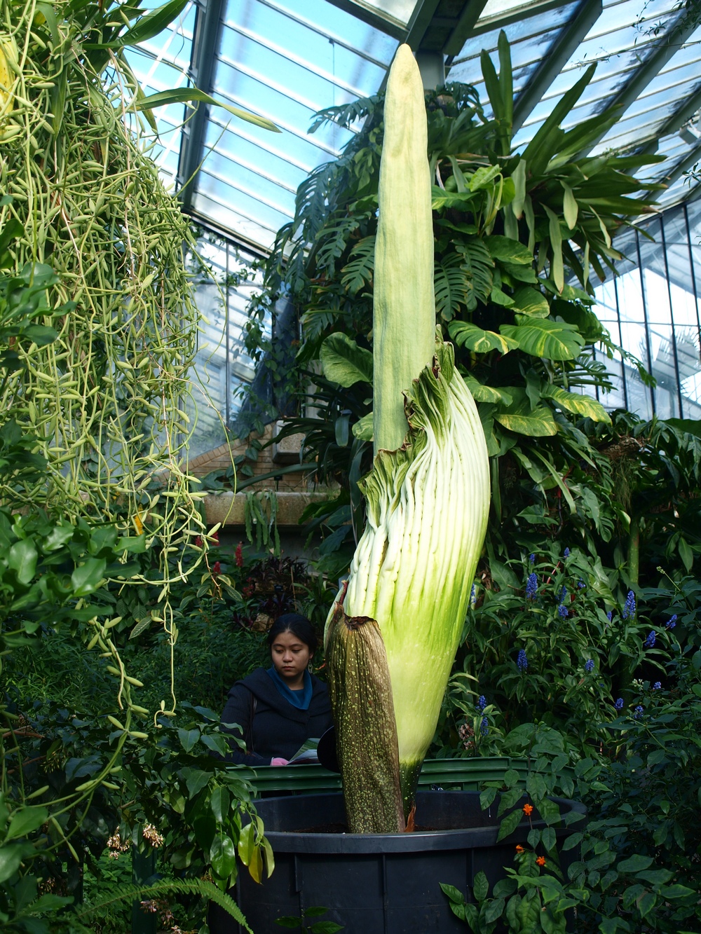 Biggest flower in the world blooms (again) at Kew Gardens