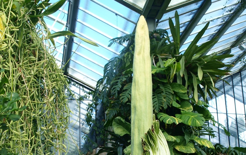 Biggest flower in the world blooms (again) at Kew Gardens