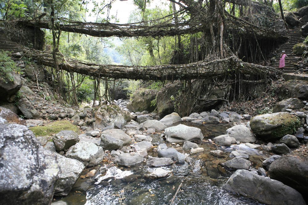[rootbridge2.jpg]