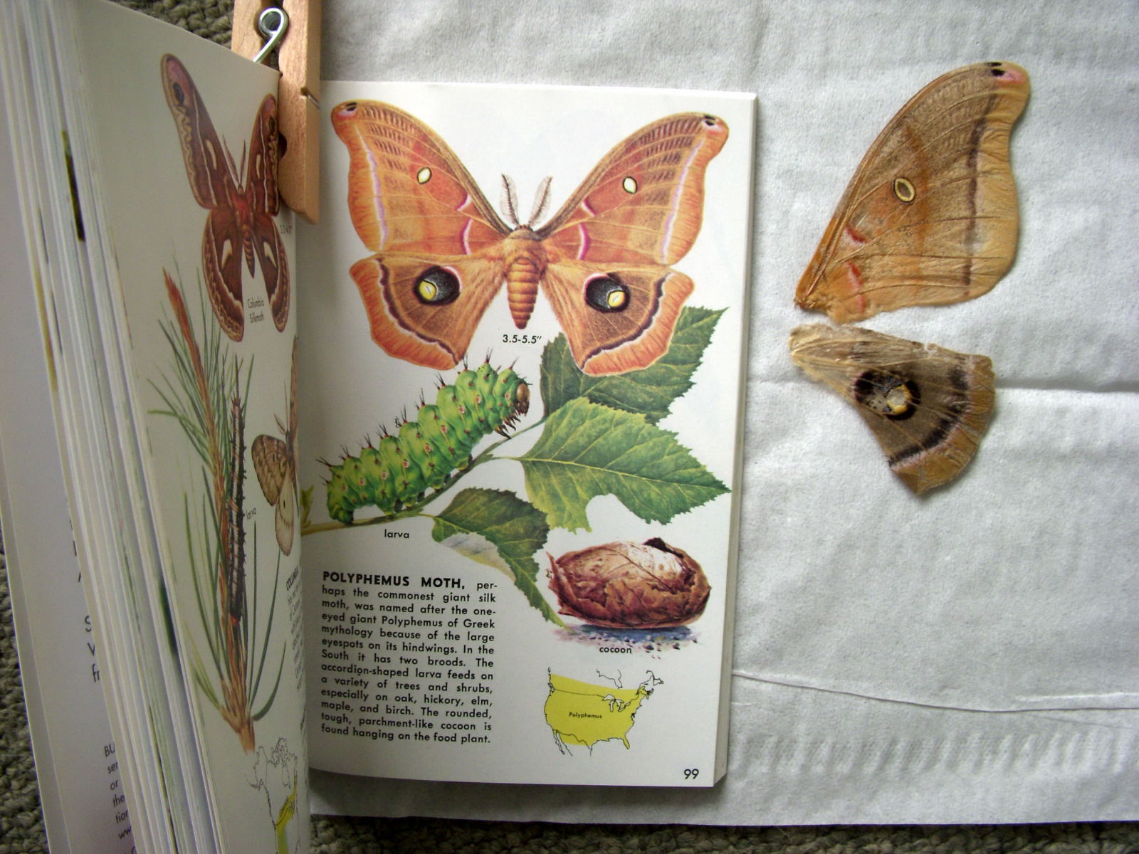 [June+Polyphemus+moth0001.JPG]