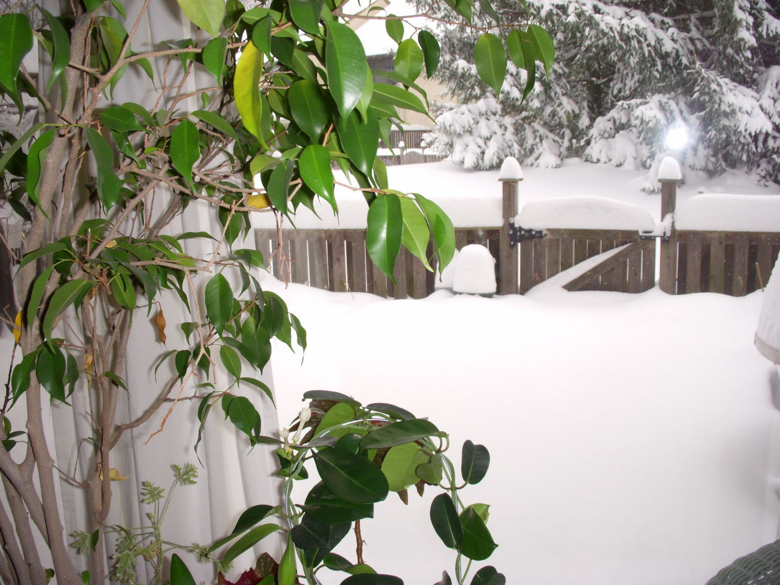 [patio++view+with+ficus+of+snow0001.JPG]