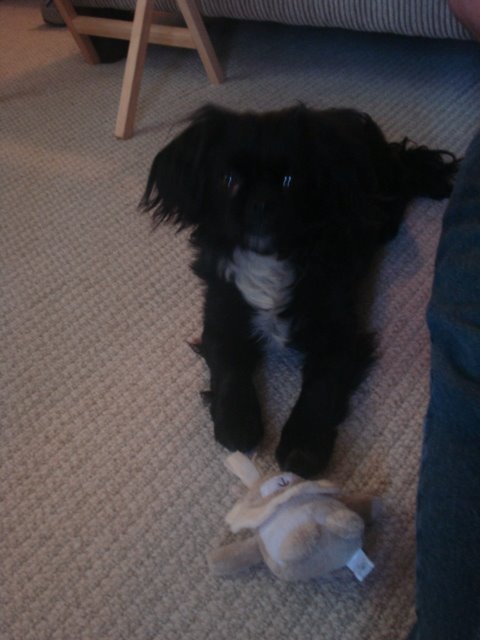 [Gidget+3.JPG]