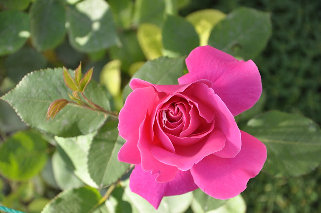Afghan Roses