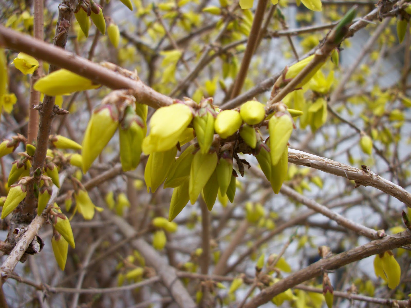 Garden Paradise: Buds and Blooms