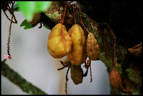 Sekilas Pandang Buah Katak Puru Nam Nam