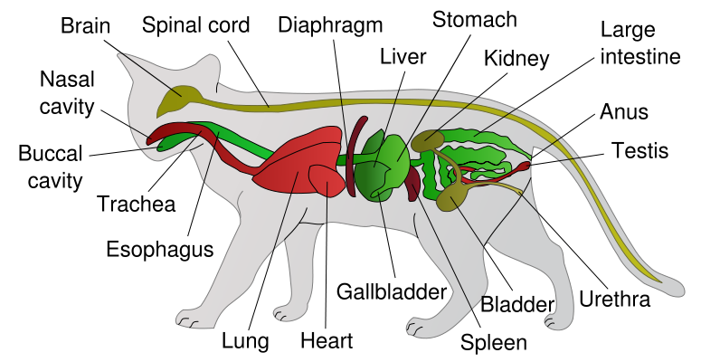 [Anatomy+of+a+cat.png]