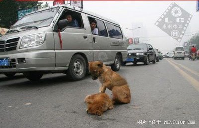 Animals & Loyalty Animals %26 Loyalty Animals & Loyalty