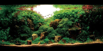 aquascape forest style aqua forest aquariums aquascaping funnbee info aquascape forest style aqua forest aquariums aquascaping funnbee info