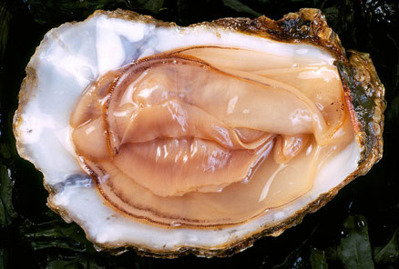 oyster vag