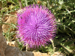 Fiore di cardo