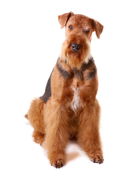Extreme Dog Breeds: Airedale Terrier