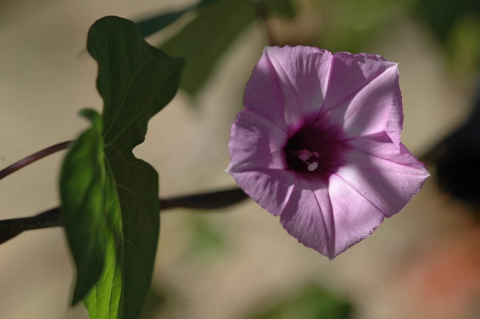 Window on a Texas Wildscape Native vines