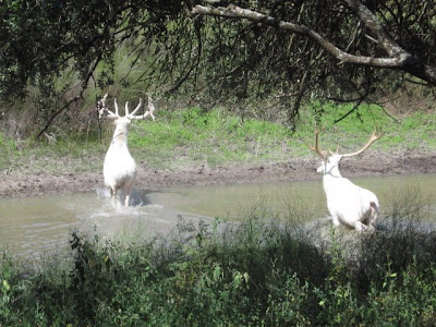 White Tailed Beautiful Deer On a Run