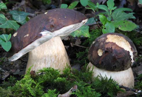 [0010-cepes-2.jpg]