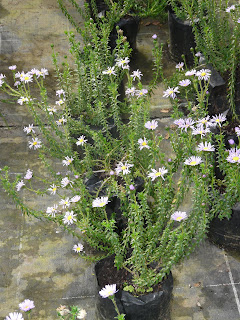 Herbario Agatea Africana