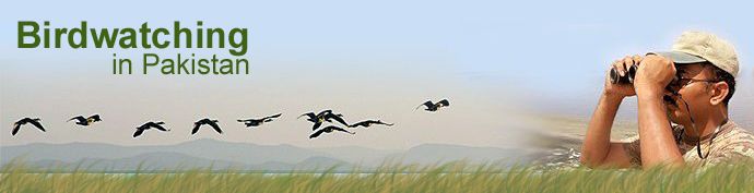 Birdwatching in Pakistan