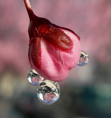 http://2.bp.blogspot.com/_osL5o7rlTeg/SeIMrEg13HI/AAAAAAAAGo0/spSKZ2EcPjk/s400/dewellery.jpg