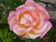 Rosa do meu jardim