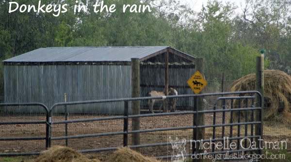 [Sept.+11,+2009+donkeys+in+the+rain]