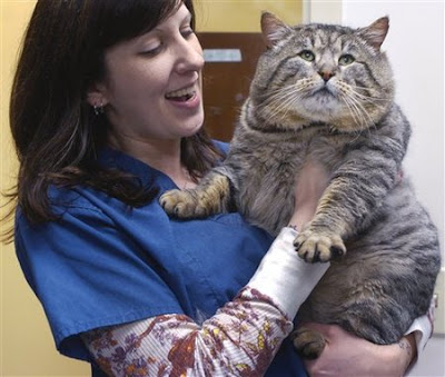 Fat Cat Gets Stuck In Doggie Door